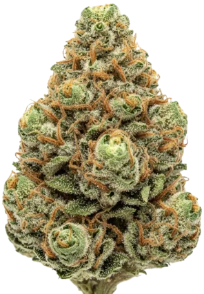 A close-up macro photograph of a high-quality cannabis bud against a pure white background. The bud has a dense, crystalline structure with vibrant green and orange pistils. The trichomes are clearly visible, creating a frosty, sparkly appearance throughout the bud. The pistils are thin, orange-brown strands that curl around the green cannabis material. The bud has a classic cola shape, with a rounded top and tapered bottom. The texture is extremely dense and compact, with individual flower clusters tightly packed together. The lighting is bright and even, highlighting the natural colors and textures of the cannabis plant. Give me the bud in center. Fill the entire frame edge to edge with no empty space or blank areas on the top, bottom, left, or right. No borders. No margins. Full-bleed composition.