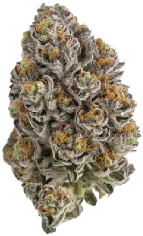 Grease Monkey Cannabis Strain