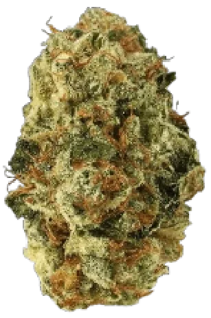 Snowball Cannabis Strain