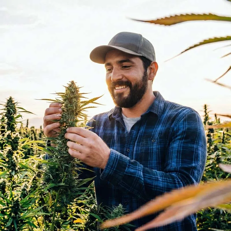 Cannabis Farmer Smiling While Examining a Budding Cannabis Plant in a Farm With the Sunlight Behind