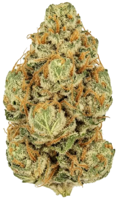 Donny Burger cannabis strain