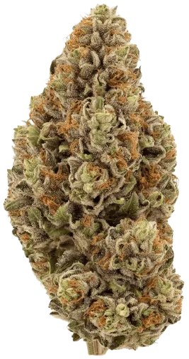 Fruit Punch Strain