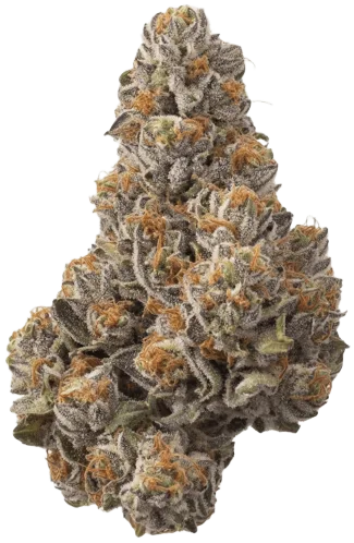 Grape Gasoline Strain