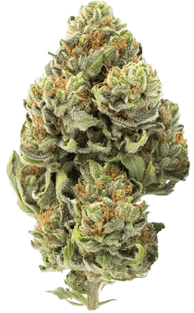 Peanut Butter Breath Strain