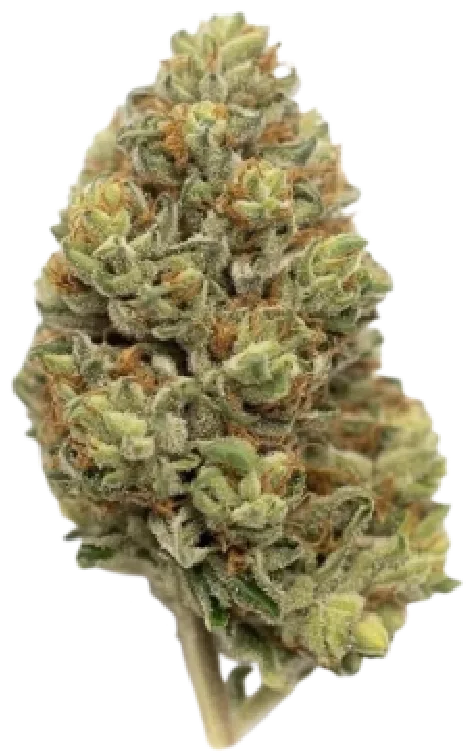 Truffle Cannabis Strain