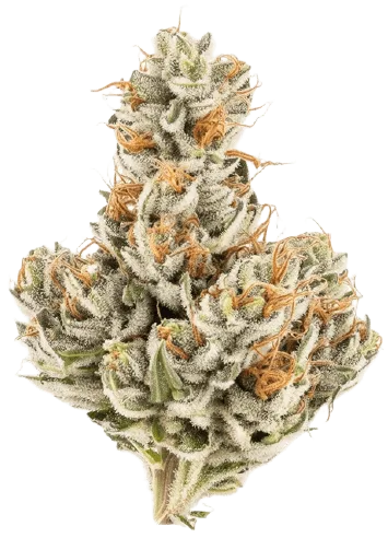 White Truffle Strain