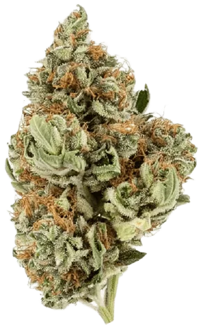 Blackberry Kush Strain