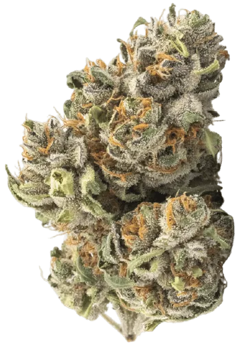 Cookies and Cream Strain