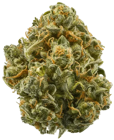 Guava Strain