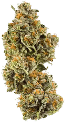 Pink Champagne Strain