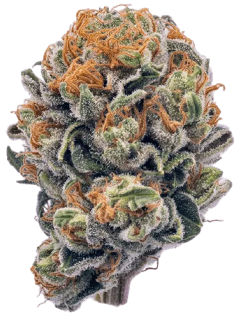 Rainbow Belts Strain