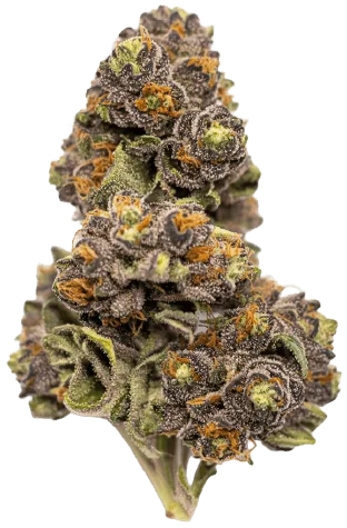 Scooby Snacks Strain