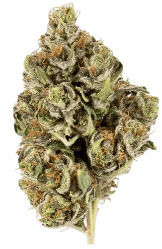 Skywalker Strain