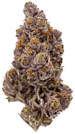 Tropical Cherry Strain