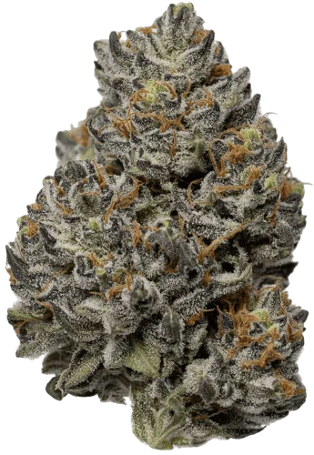 Black Truffle Strain