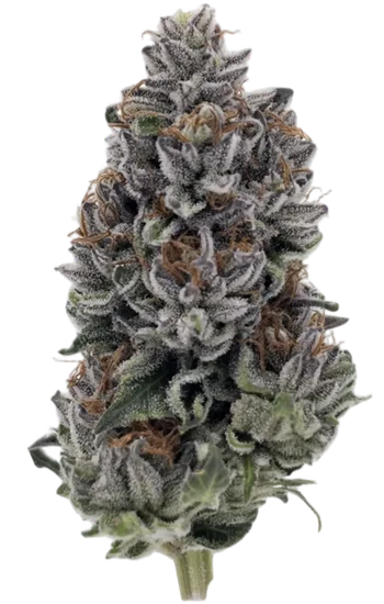 Black Widow Strain