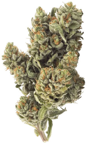 Blueberry Cookies Strain