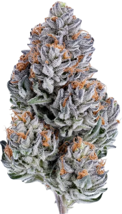Blueberry Headband Strain