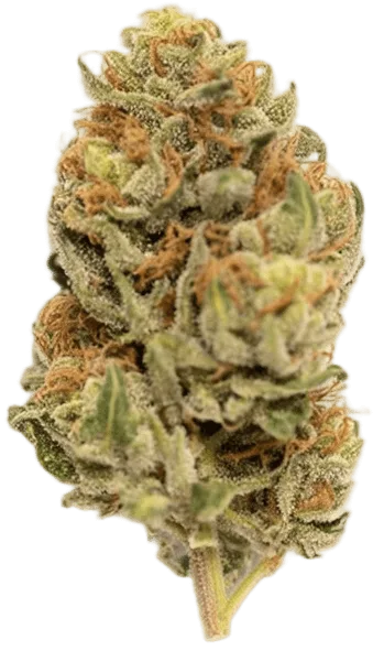 Bubble Gum Strain