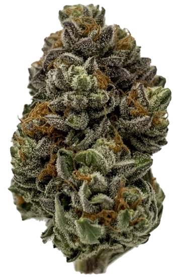 Gastro Pop Strain