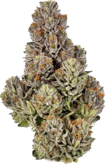 Gumbo Strain