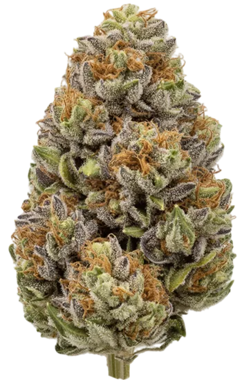 Juicy Fruit Strain
