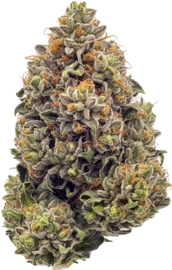 Key Lime Pie Strain