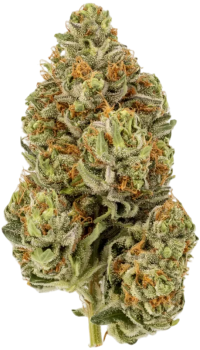 Orange Creamsicle Strain