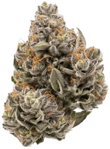 Rainbow Runtz strain