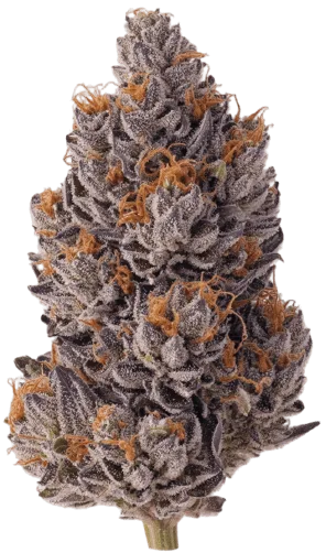 Red Hot Cookies Strain