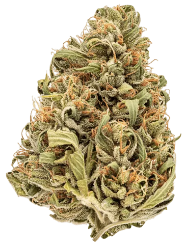 Triangle Kush Strain